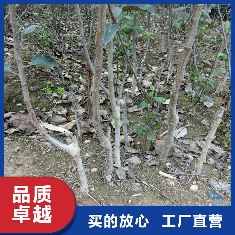 【苹果樱桃苗海量货源】