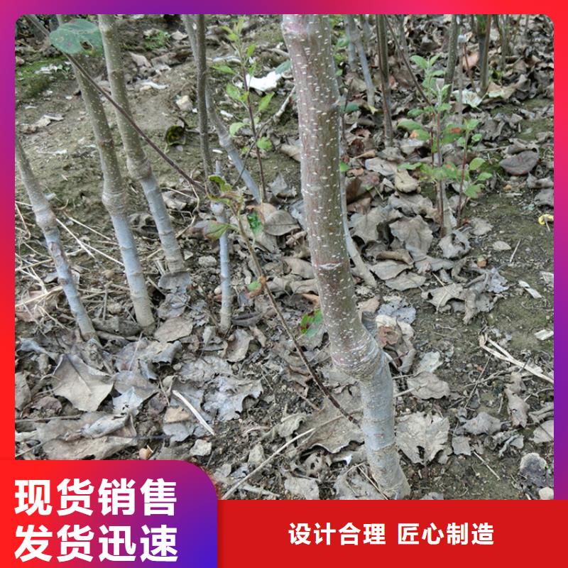 蘋果-紅石榴苗基地一對一為您服務