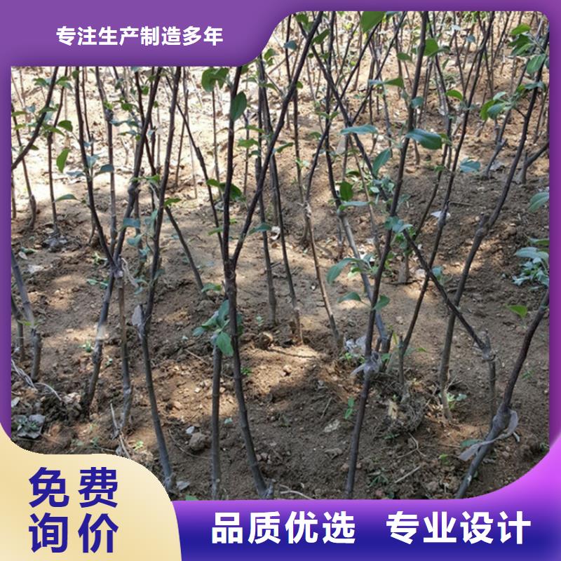 苹果_苹果苗专业信赖厂家