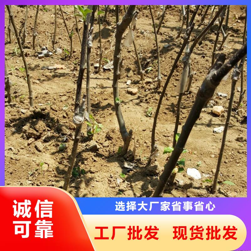 苹果桃树苗厂家货源