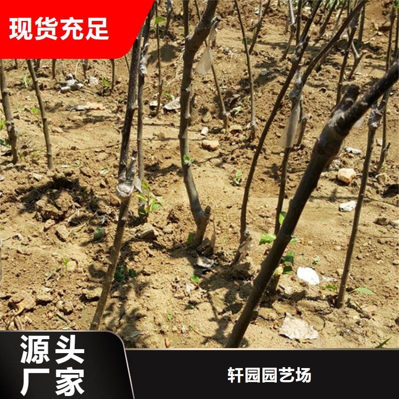 苹果_苹果苗专业信赖厂家