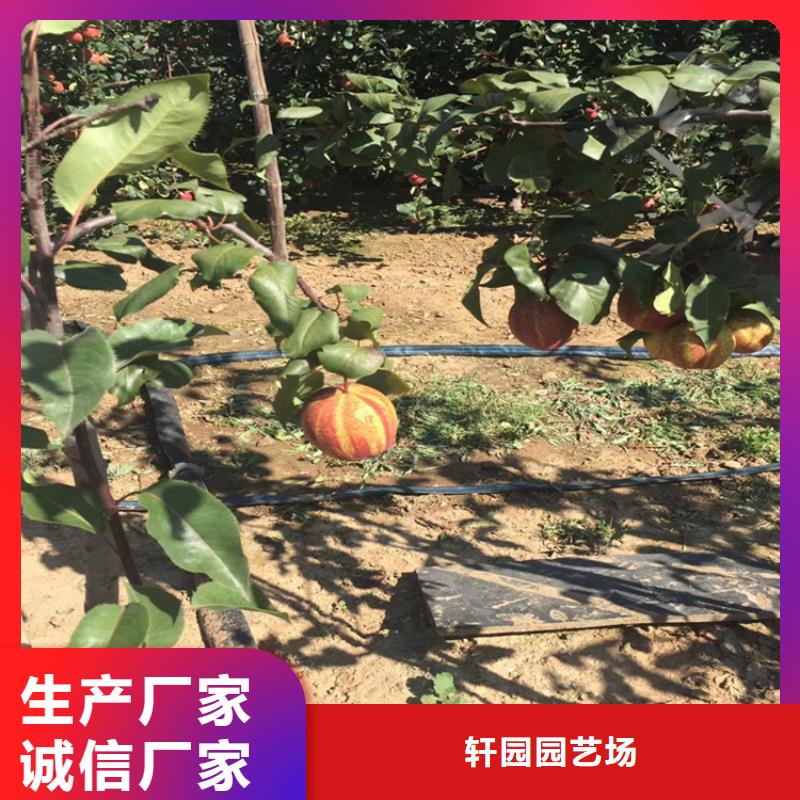 梨樹-桃樹苗價格低