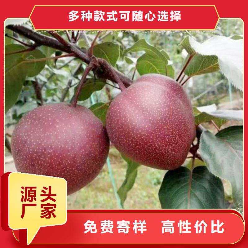 梨树樱桃苗工厂批发