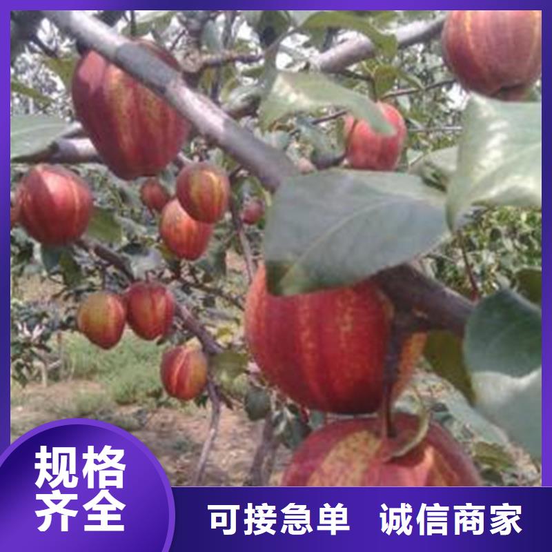 梨樹(shù),紅石榴苗基地真材實(shí)料加工定制