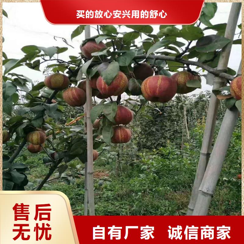 梨樹(shù),紅石榴苗基地真材實(shí)料加工定制