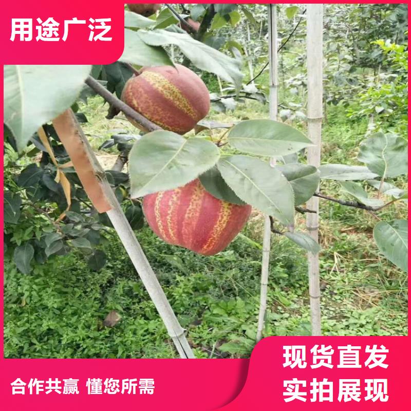 梨樹櫻桃苗支持大批量采購