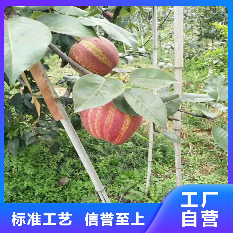 梨樹葡萄苗工廠認(rèn)證