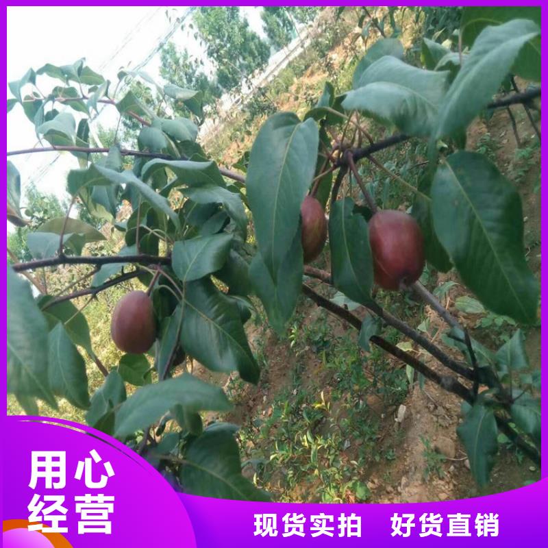 梨樹3公分石榴苗廠家擁有先進的設備