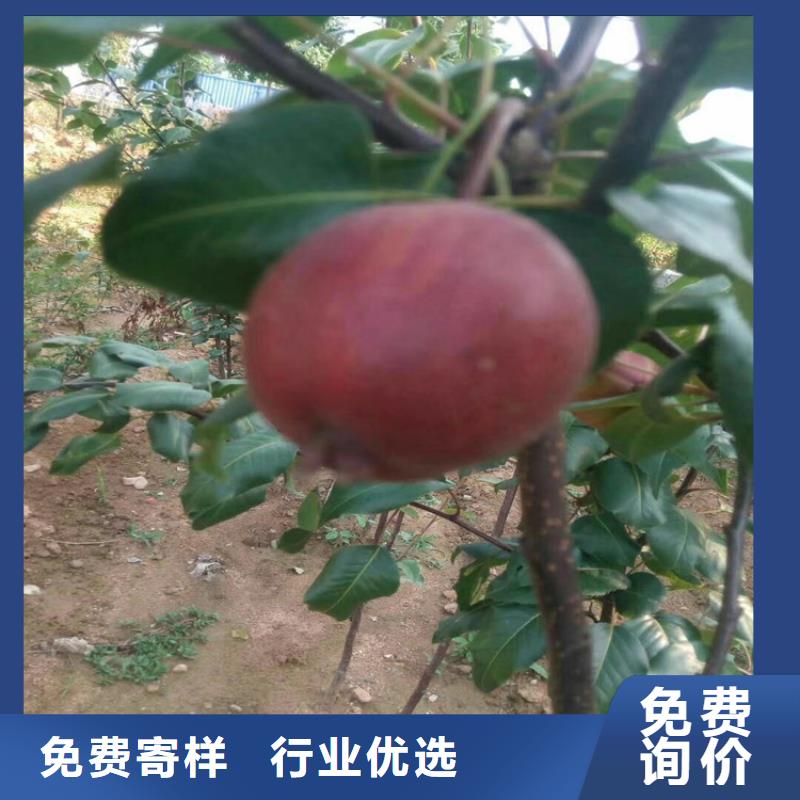 梨樹(shù)蘋(píng)果苗定制零售批發(fā)
