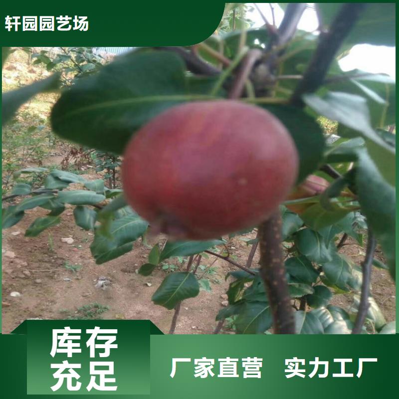 梨樹櫻桃苗工廠批發