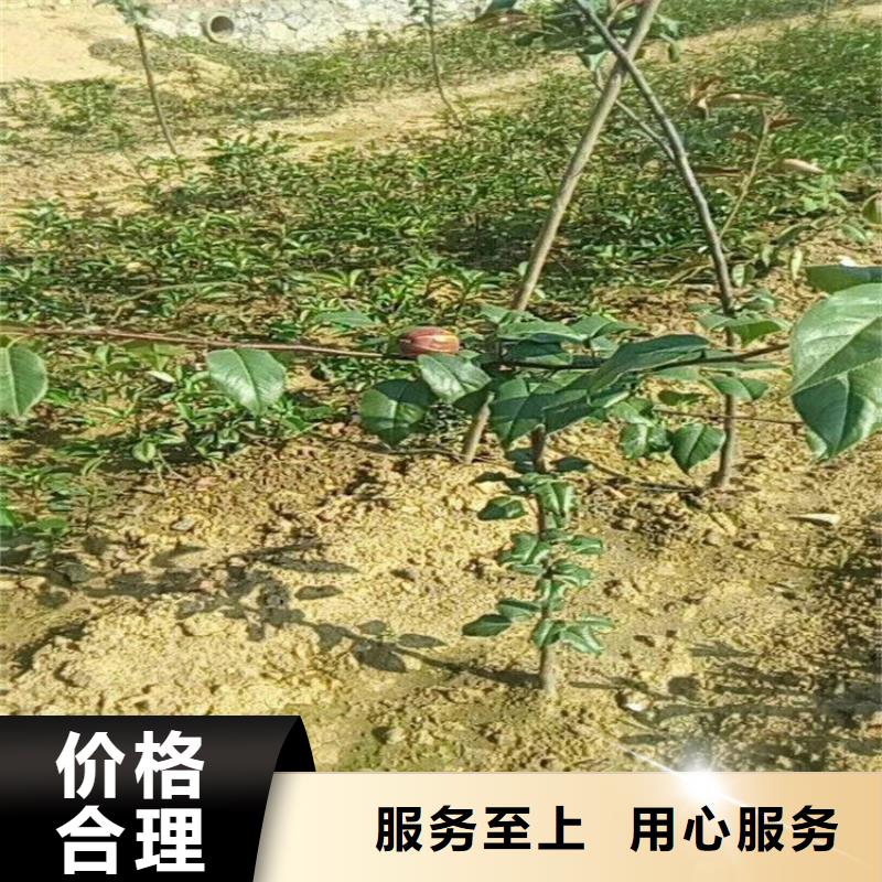 梨树-【蓝莓苗】快速生产