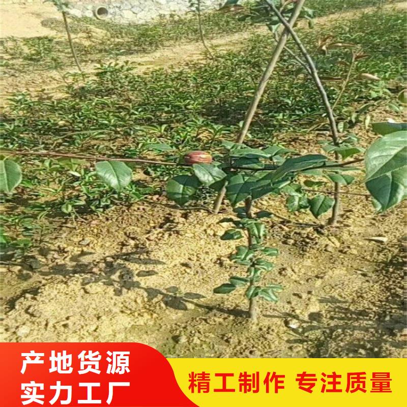 梨樹-蘋果苗質檢合格發貨