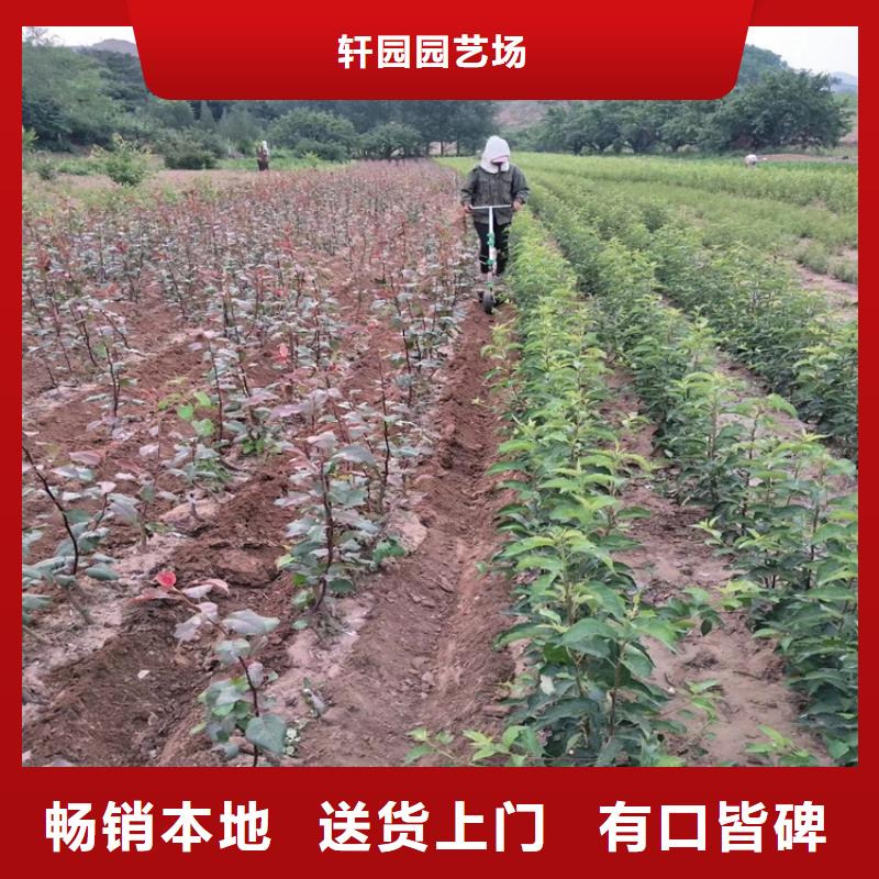 梨樹,【櫻桃苗】售后服務完善