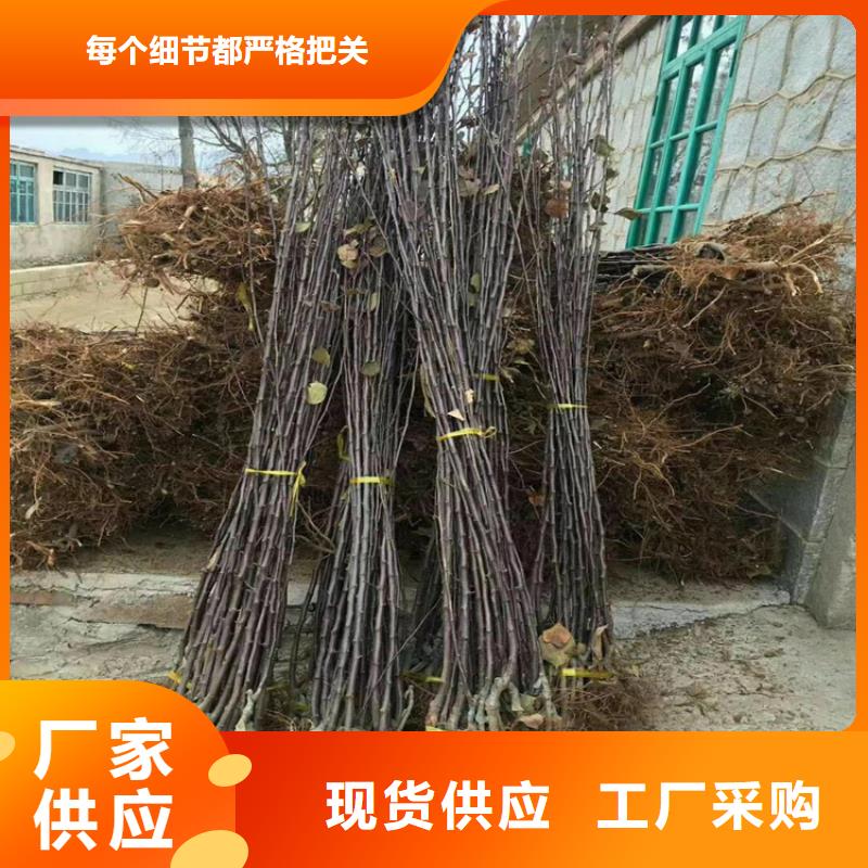 梨樹(shù),紅石榴苗基地真材實(shí)料加工定制