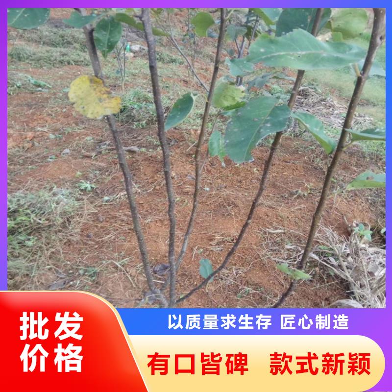 梨樹(shù),紅石榴苗基地真材實(shí)料加工定制