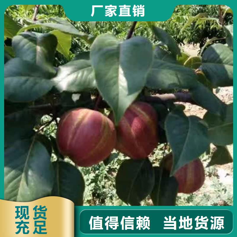 梨樹,【櫻桃苗】售后服務完善