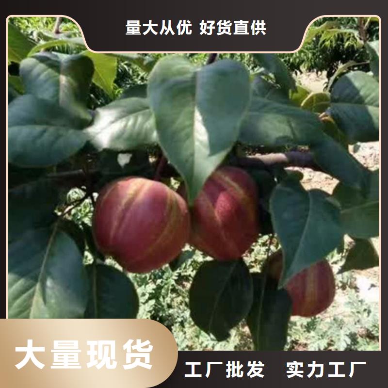 梨树,黄瓜苗多种规格供您选择