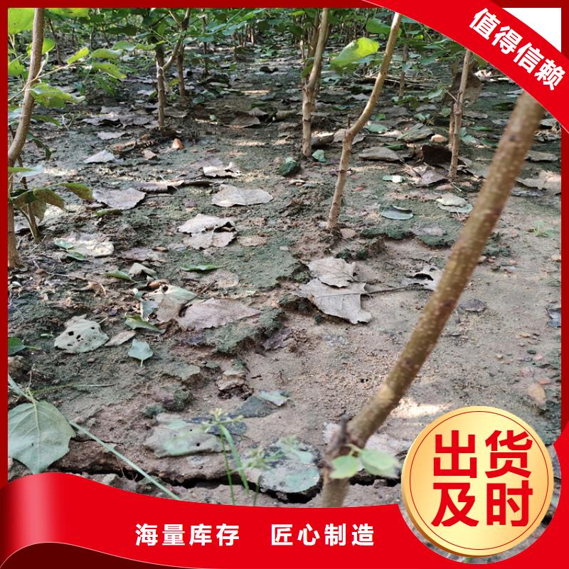梨樹櫻桃苗質檢合格出廠