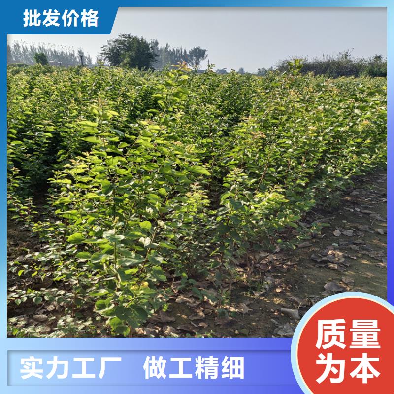 梨樹【蘋果苗】大量現貨