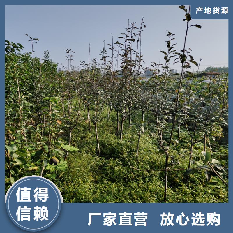 【梨樹蘋果苗客戶好評】