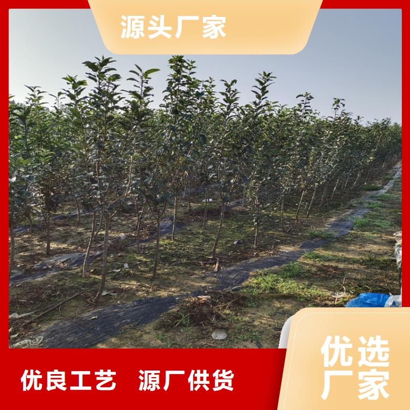 梨樹蘋果苗24小時下單發(fā)貨