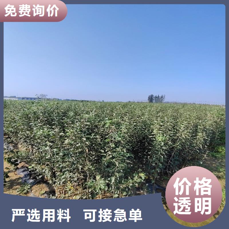 梨樹蘋果苗現貨滿足大量采購