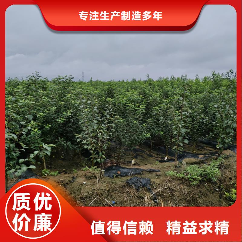 梨樹-北美冬青全新升級品質(zhì)保障