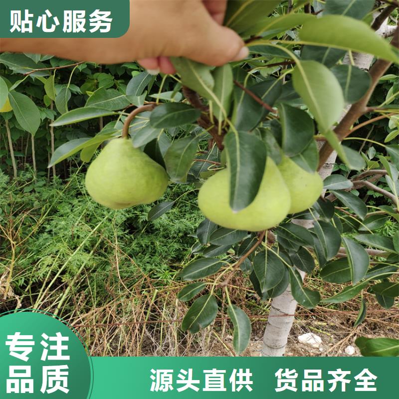 梨樹蘋果苗高標準高品質