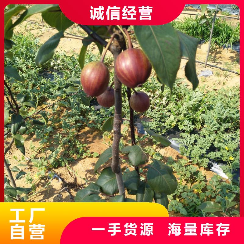梨樹,石榴樹苗精工制作