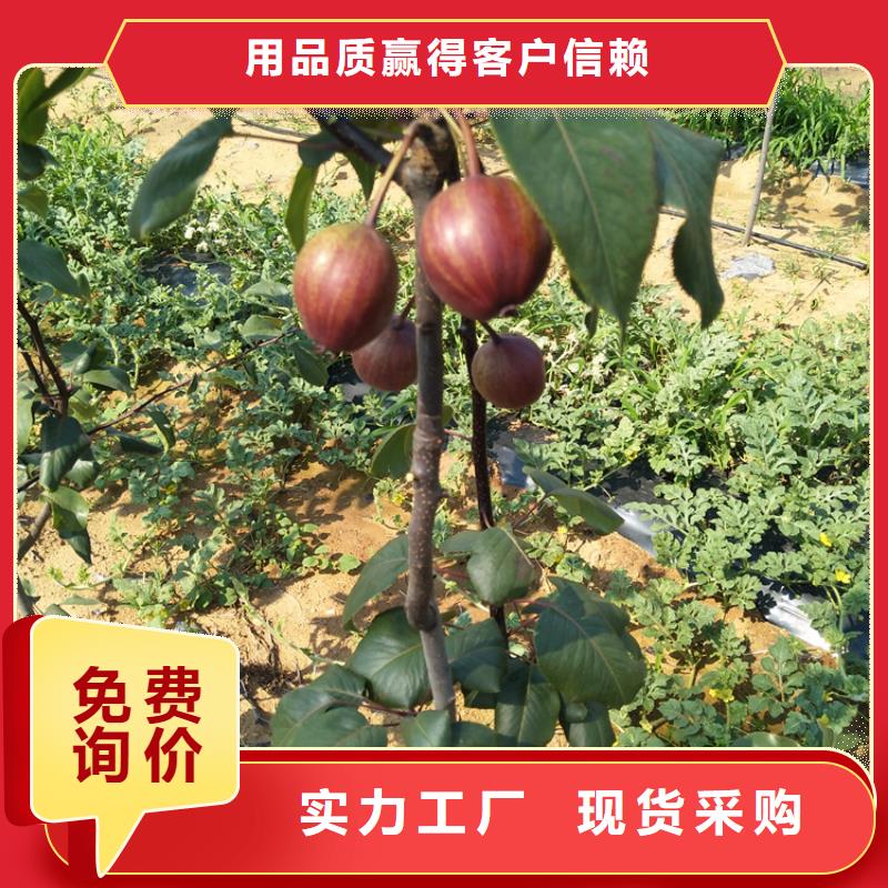 【梨樹蘋果苗客戶好評】