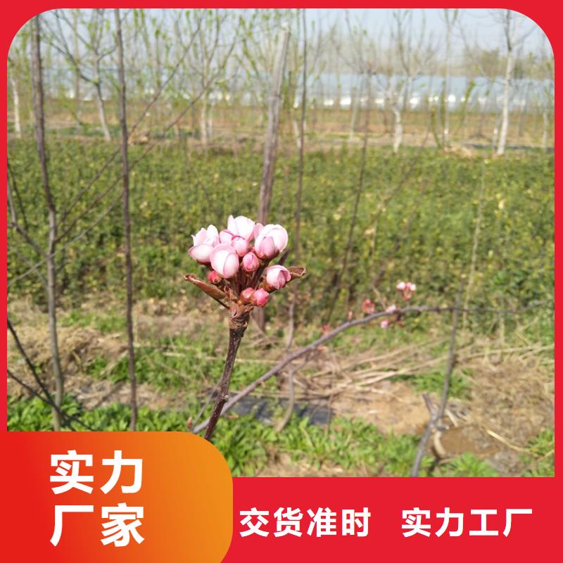 梨樹3公分石榴苗廠家擁有先進的設備