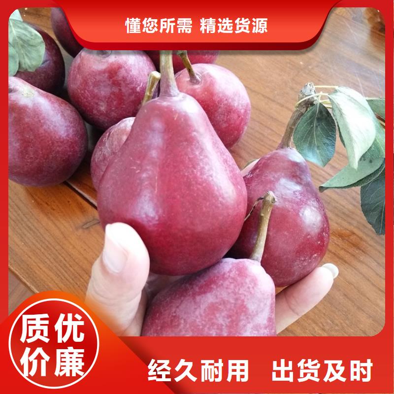 梨樹(shù)葡萄苗工廠認(rèn)證