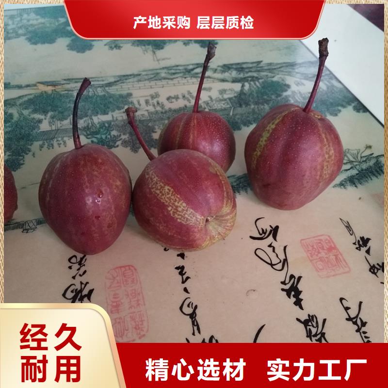 梨树苹果苗安装简单