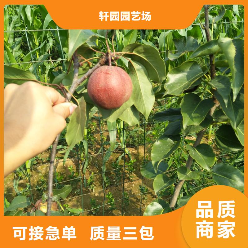 梨树苹果苗现货满足大量采购