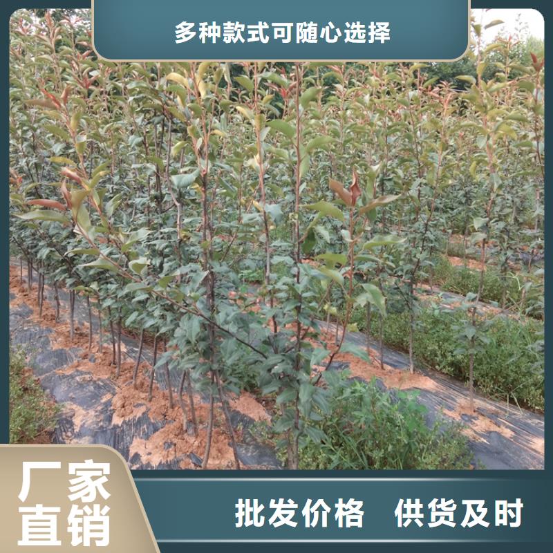 梨樹葡萄苗工廠認證