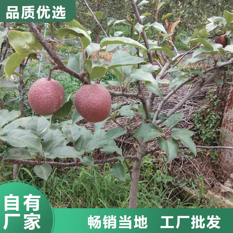 轩园西瓜苗【 梨树北美冬青拥有多家成功案例】17za.com