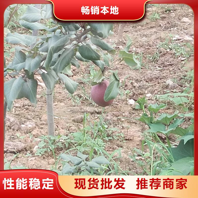 梨樹-蘋果苗質檢合格發貨