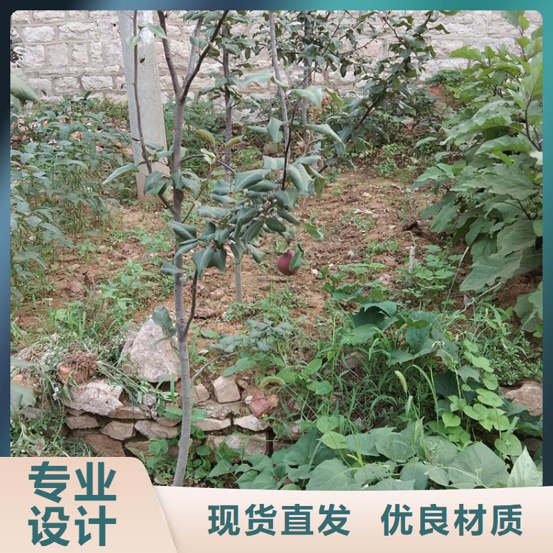 梨树西瓜苗工艺成熟