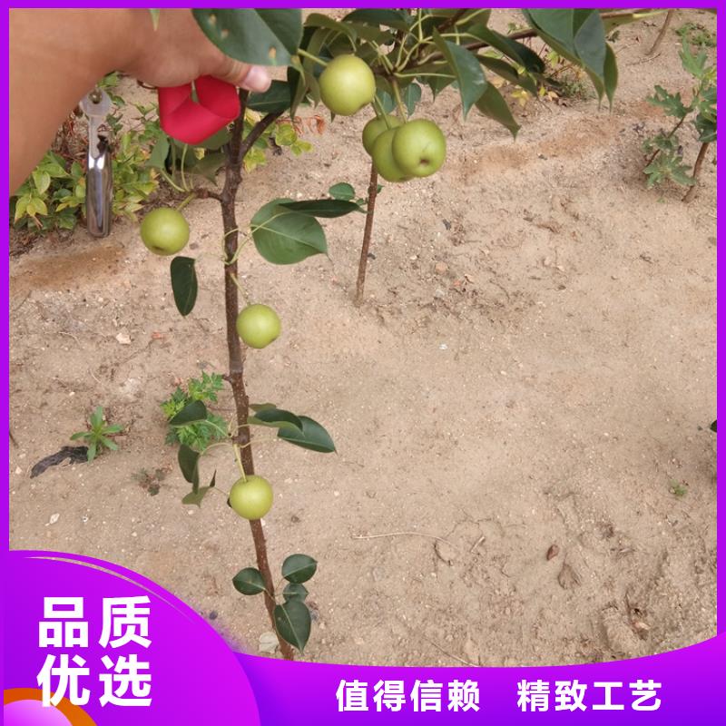 梨樹【蘋果苗】大量現貨