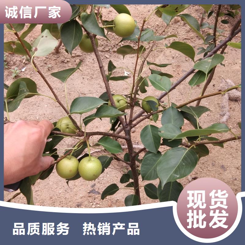 梨樹櫻桃苗用心做產(chǎn)品