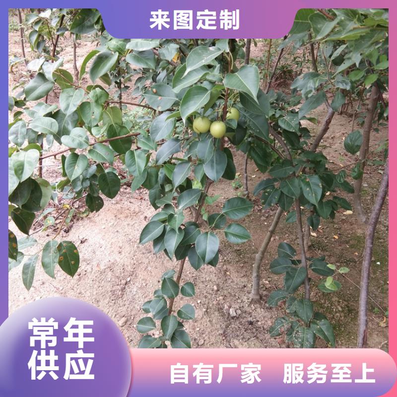 梨樹葡萄苗工廠認證