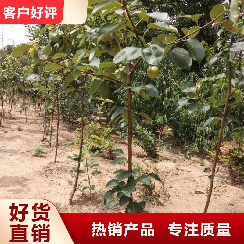 梨树,石榴苗供应商