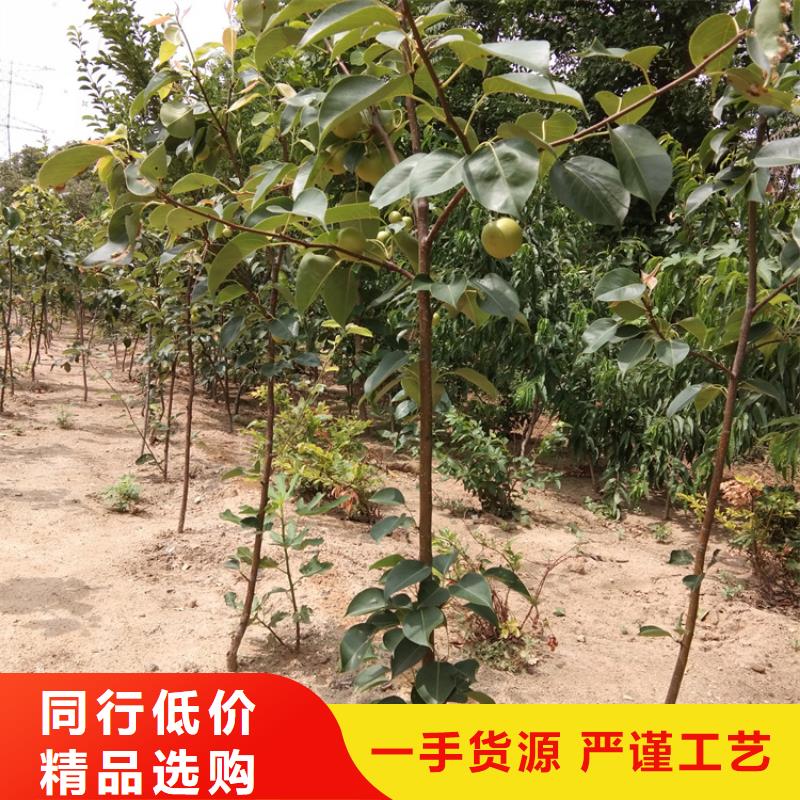 梨樹,黃瓜苗多種規(guī)格供您選擇