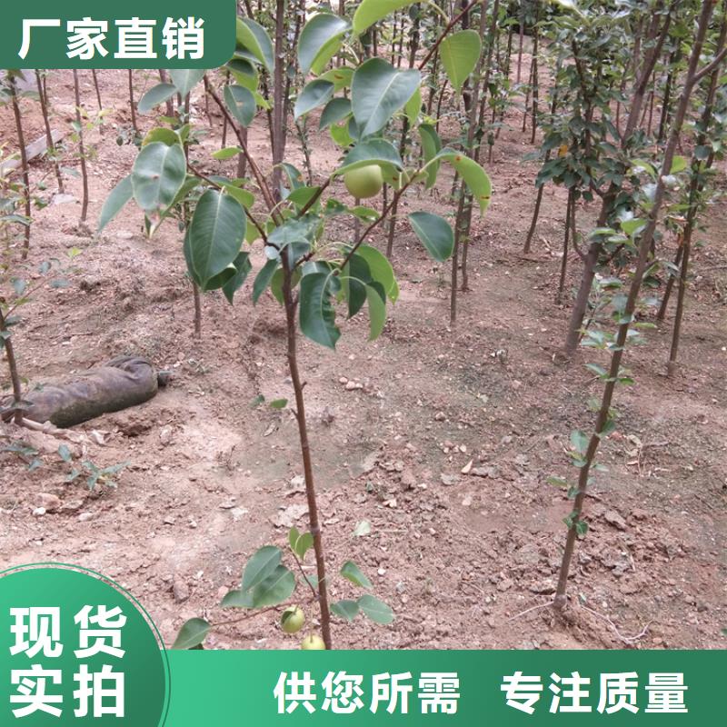 梨樹葡萄苗工廠認證