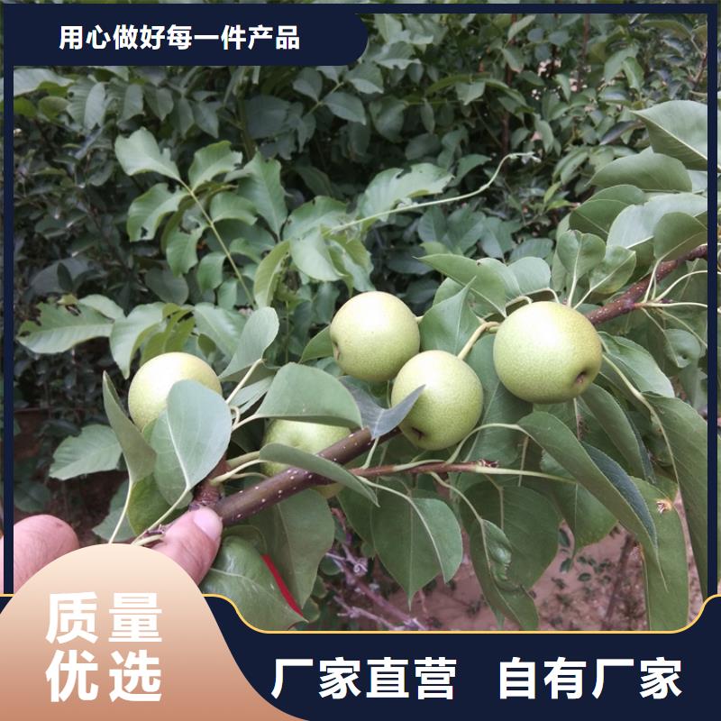 梨樹葡萄苗工廠認(rèn)證