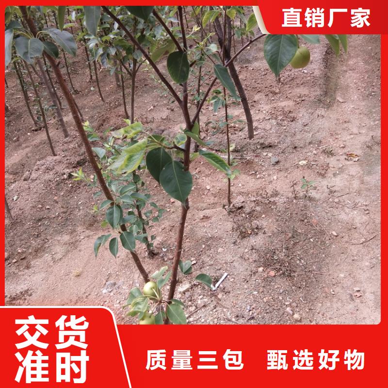 梨树苹果苗定制零售批发