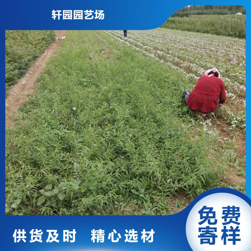 梨樹櫻桃苗質檢合格出廠