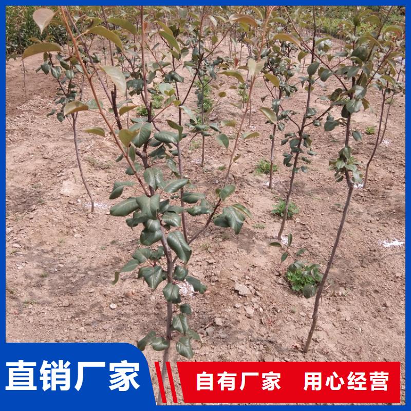 梨樹3公分石榴苗廠家擁有先進的設備