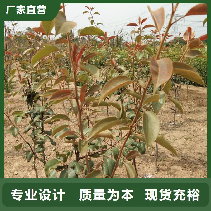 梨樹-桃樹苗價格低