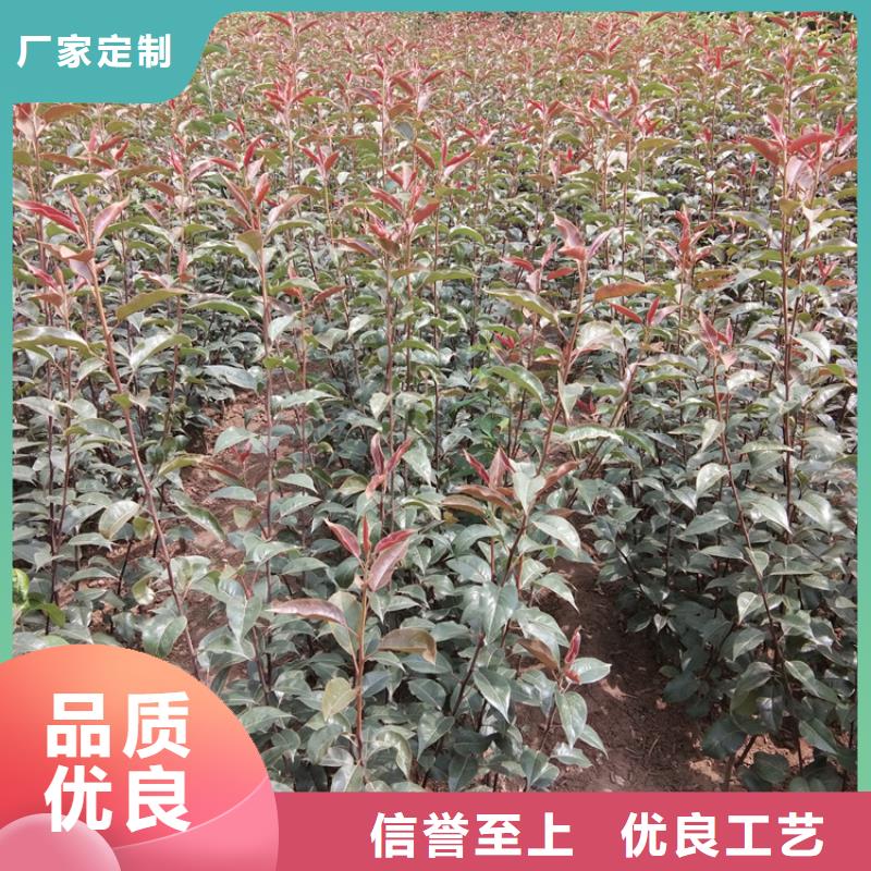 梨樹3公分石榴苗廠家擁有先進的設備